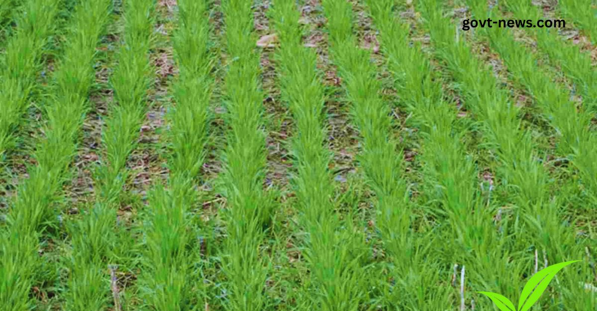wheat irrigation